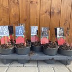 Pivónia bylinná (Paeonia lactiflora) ´FELIX CROUSSE´ - kont.C1L